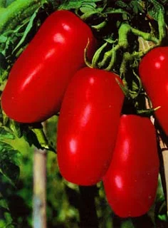 A PUMMAROLA